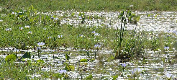 Seerosen im Wasserloch