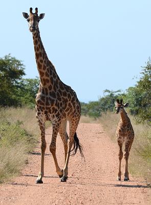 Giraffen