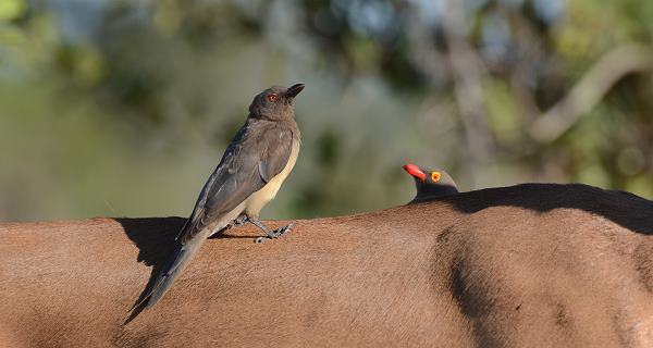 Oxpecker mit Jungtier