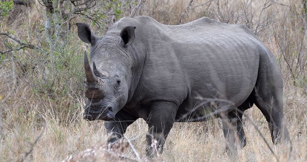 Rhino