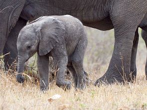 Baby-Elefant