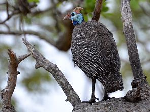 Perlhuhn