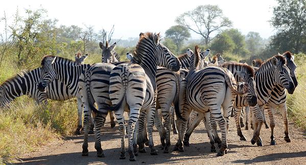 Zebra Roadblock