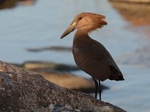 Hamerkop