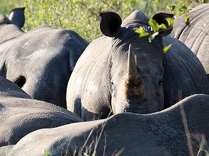 Rhinos