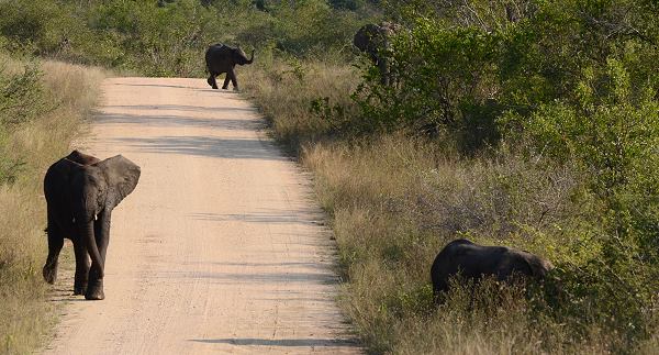 Elefantenherde auf der Bume Road