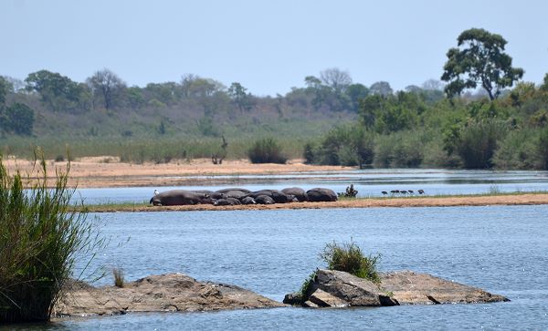 Hippos am Sabie River