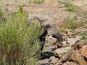 Elefant am Sabie River