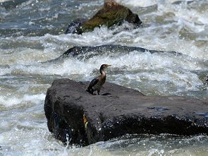 Kormoran im Sabie River
