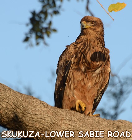 Raubvogel mit Blattschatten