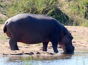 Hippo