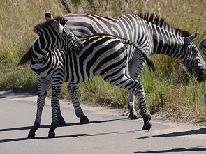 Zebras