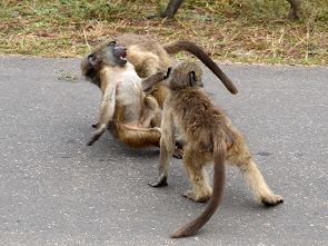 Spielende Affenkinder