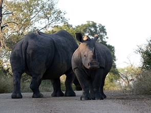 Rhinos