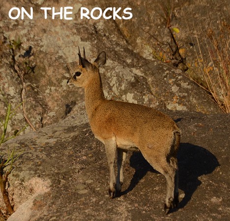 Klipspringer