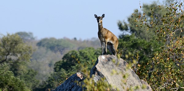 Klippie on the Rocks