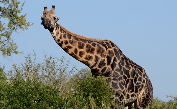 Giraffe