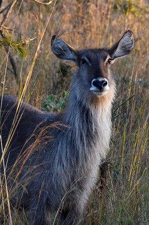 Kudu