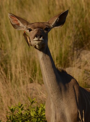 Kudu mit Oxpecker
