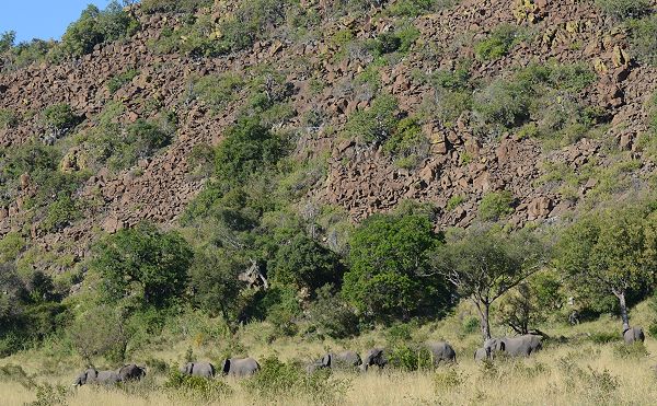 Elefanten am Ship Mountain