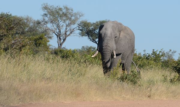 Wächterin am Wegrand