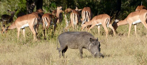 Schweine und Impalas