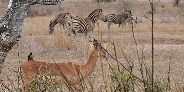 Zebras, Impala und Madenhacker