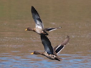 Enten