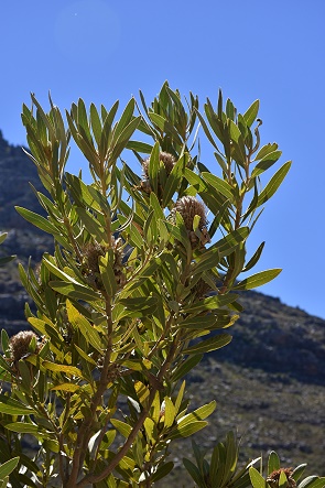 Protea