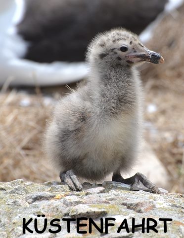 Kleine Möwe