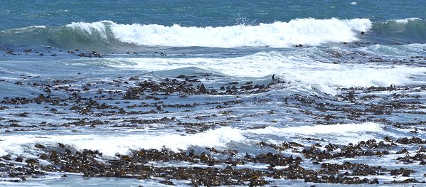 Meer mit Seetang