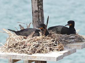 Brütende Kormorane