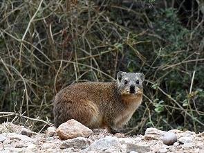 Dassie