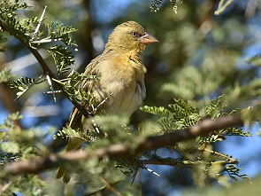 Vogel