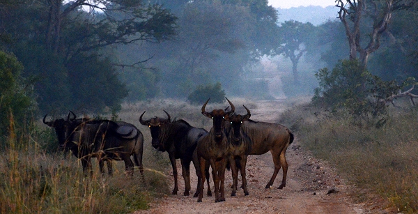 Gnus am frühen Morgen