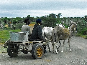 Donkey Cart