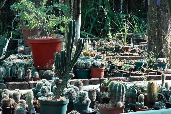 Gewächshaus Kakteen