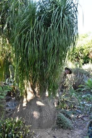 Elefantenfuß mit Michael