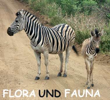 Zebras auf dem Weg