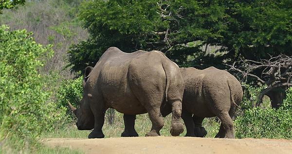 Rhinos auf dem Weg