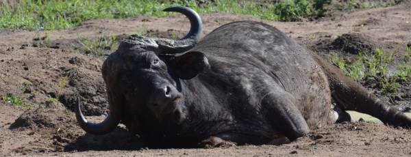 Büffel