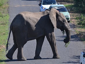 Elefant