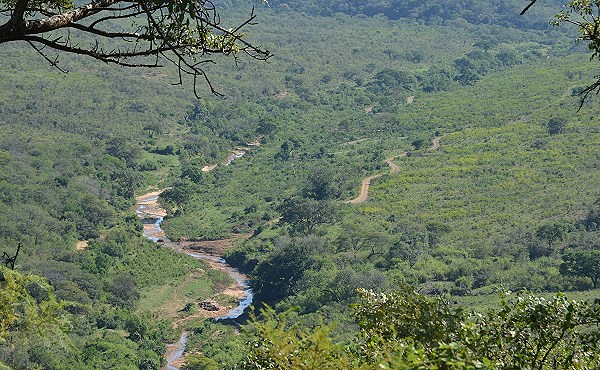 Landschaft mit Büffeln