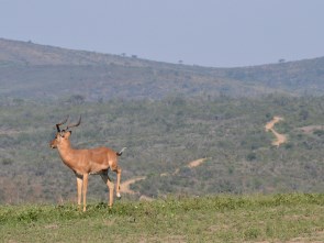 Impala mit Aussicht