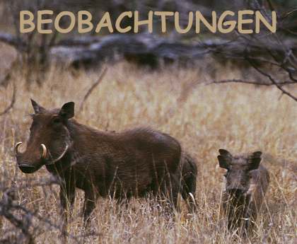 Warzenschweine beobachten uns...