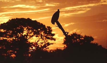 Geier vor Sonnenuntergang