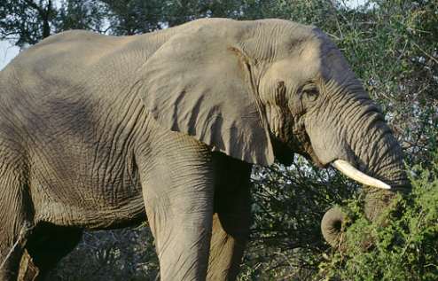 Verfressener Elefant