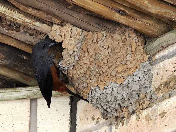 Nest an der Hauswand