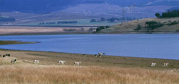 Der Stausee mit Wild