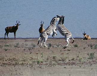 Kämpfende Zebras am Ufer